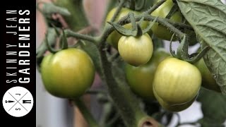 SJG on Growing Tomatoes