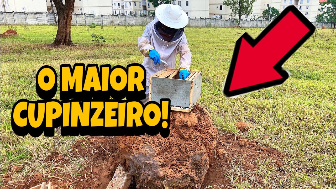 RESGATE EM UM CUPINZEIRO GIGANTE ABELHAS APIS ! 🐝🍯