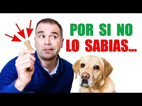 Video: Las buenas golosinas para masticar perros con problemas de las encías