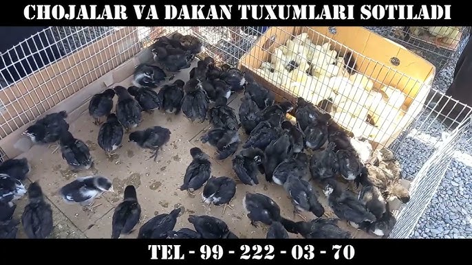 Erotik yoyilgan oyoqlar shaxsiy fotosurat