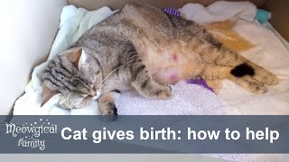 How to help your cat during labor?