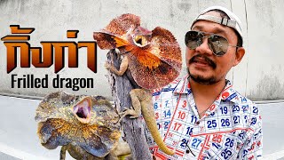 ซื้อกิ้งก่าหายาก มาเลี้ยง Frilled dragon.