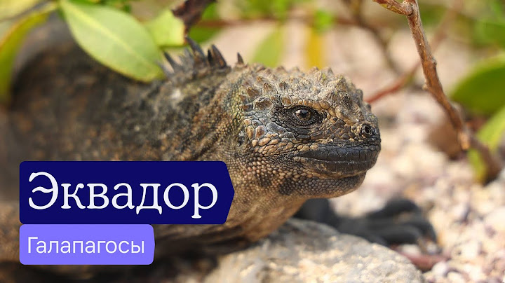 Эквадор и Галапагосские острова: что там можно увидеть — Отчёт разведки