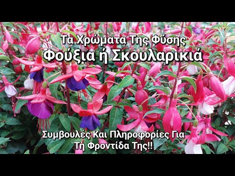 Βίντεο: Καλλιέργεια Lobelia: Συμβουλές για τη φροντίδα της Lobelia