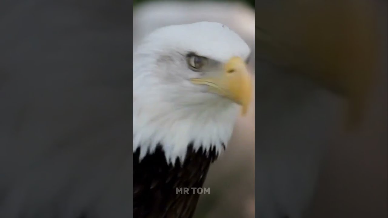 Why Eagle Does Not Attack Crows Shorts Viral