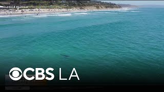 How Climate Change Is Affecting Sharks With The Csulb Shark Lab