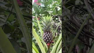 Pineapple growing video 🍍 #homegarden #garden #gardening #pineapple #trending