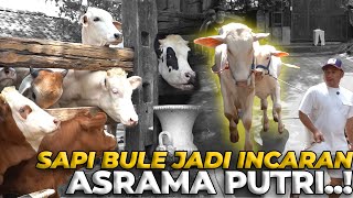 Download Lagu ASRAMA PUTRI REBUTAN PENGEN KAWIN SAMA SAPI BULE..! MP3 Download Lagu ASRAMA PUTRI REBUTAN PENGEN KAWIN SAMA SAPI BULE..! MP3