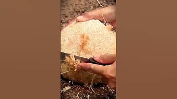 A simple technique for peeling old coconuts with simple tools that you can try #shorts