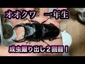 【オオクワガタ 能勢YG】成虫掘り出し2回目！