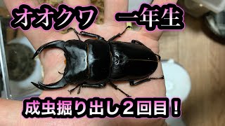 【オオクワガタ 能勢YG】成虫掘り出し2回目！