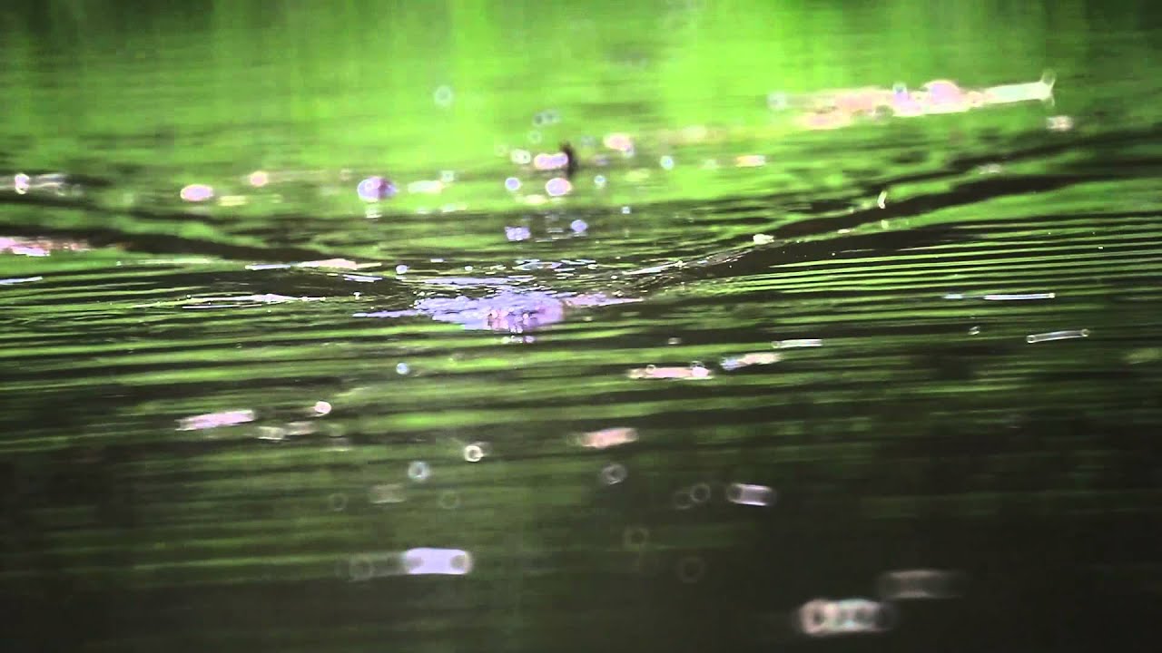 Lady Bug - Action Shots (กบกระโดด)