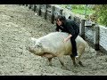 People Riding Animals Video 2017