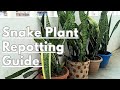 🪴 How to Repot Snake Plant | Best Repotting Tips, Soil Mix, Pot Size, Root Rot Fix & Full Care Guide
