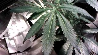 Hydroponic grow part 2