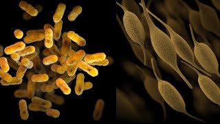 Pertussis and Mycoplasma pneumoniae infections in the U.S., 2024