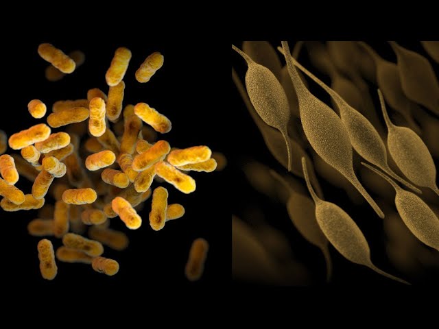 How Long Can Bacteria Survive on Clothes: Shocking Facts