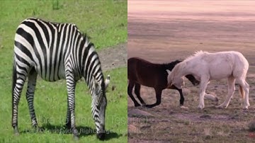 Temporal Consistent Video Translation: Horse Zebra Translation