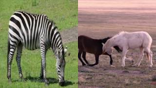 Temporal Consistent Video Translation: Horse Zebra Translation