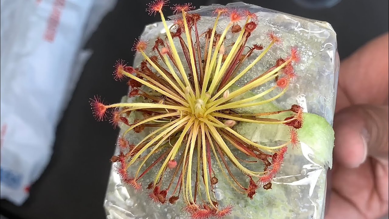 Unboxing Drosera lanata x ordensis carnivorous plant