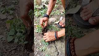 Cara Cepat Cari Lubang Belut Di Tanah Kering