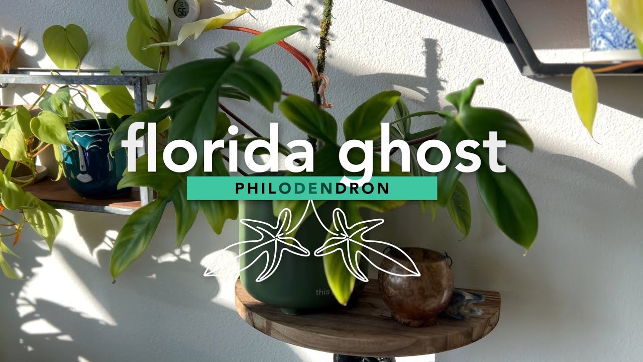 Philodendron Florida Ghost and its Stunning White Leaves!