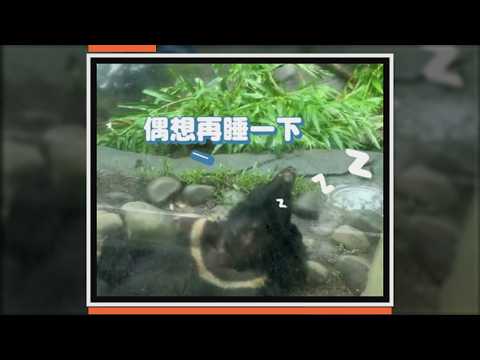 動物園看見熊躺地呼呼大睡 腳底還貼著玻璃XD