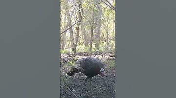 Thumbnail of Turkey purring