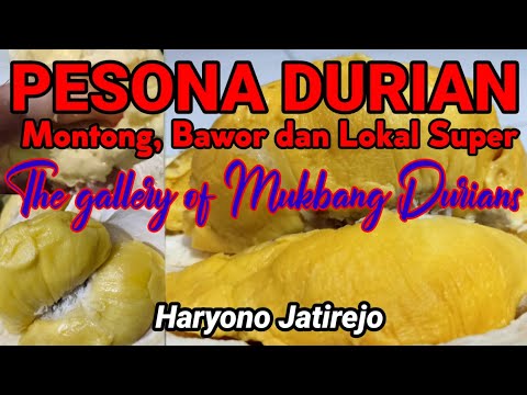 Video: Durian Zibetkatze