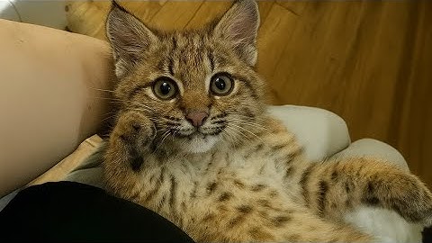 I Live With The Most Polite and Cutest Bobcat in the World- TRY NOT TO SMILE at his Goofy Antics! 