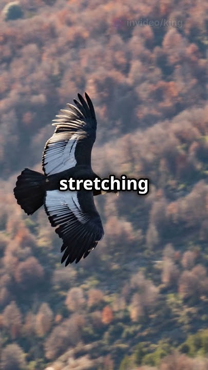 Top 5 Largest Land Animals birds trending facts shorts shortvideo top-5-largest-land-animals-birds-trending-facts-shorts-shortvideo