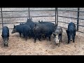 Trapping wild hogs out of neighbors hay field loading them a live to be donated to the hungry