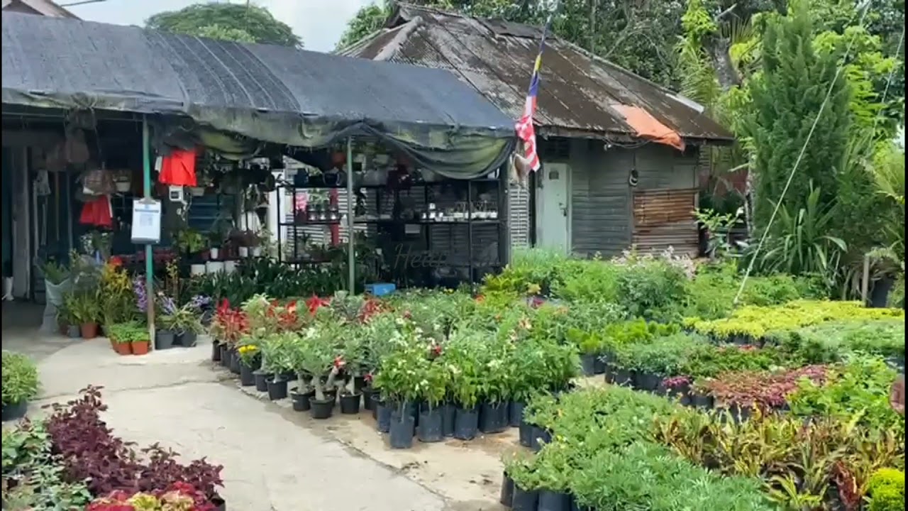 NURSERY SUNGAI BULOH YouTube