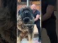 Kangal vs Berger du Caucase : Duel de Titans 🐕