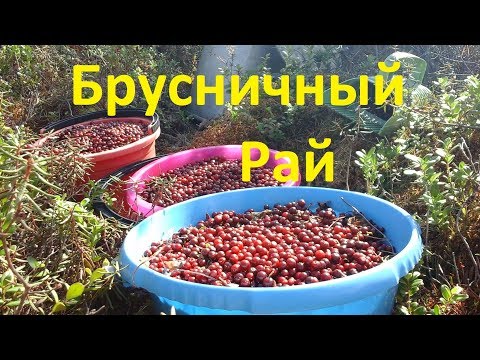 Собираю бруснику и белые грибы.