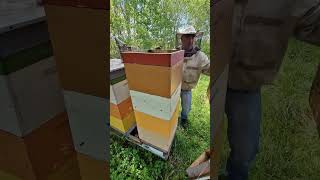Почему не ограничеваем матку ? #пчеловодство #пчёлы #bee #beekeeper #beekeeping #honey #2024