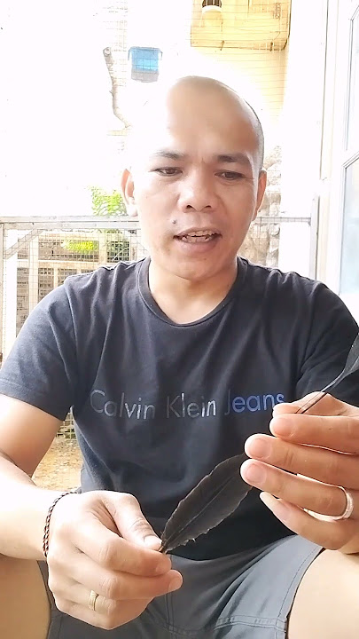 Antena Burung Srigunting Krantil