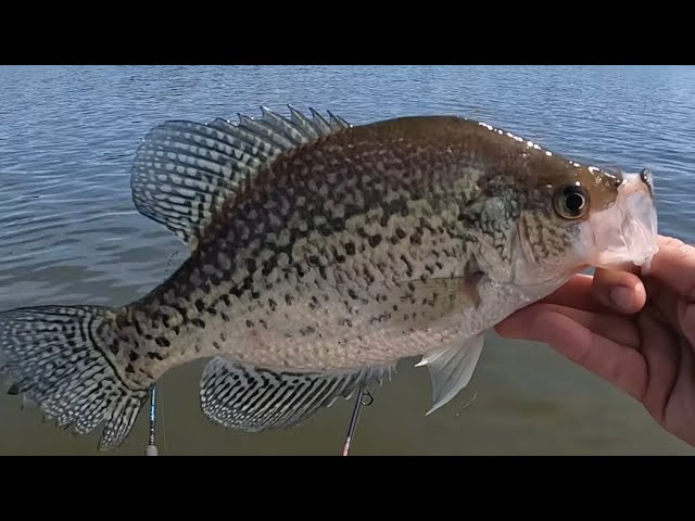 Pre-Spawn Crappie Fishing, Badin Lake, NC