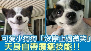可愛小狗狗「沒停止過微笑」天身自帶療癒技能!! | 狗狗搞笑