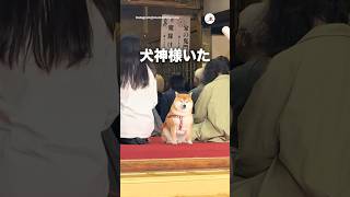 神様かと思った｜PECO
