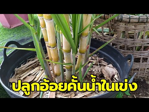 ใช้พื้นที่น้อยปลูกอ้อยคั้นน้ำในเข่ง (Growing sugarcane in bucket) Farm Station