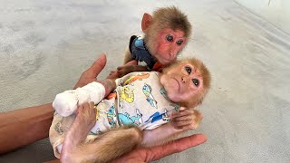 “Monkey Hope Still Weak 💔 But Jobi Never Leaves Him” Wealth