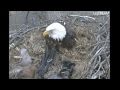 Decorah Eaglet Escapes & Attacks The Prey Apr 5, 2011