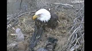 Decorah Eaglet Escapes from Under Dad & Attacks/Bites the Prey Apr 5, 2011