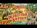 ЖИВОТНЫЕ АФРИКИ / Дикие животные / ПОЗНАВАЙКА РАЗВИВАЙКА