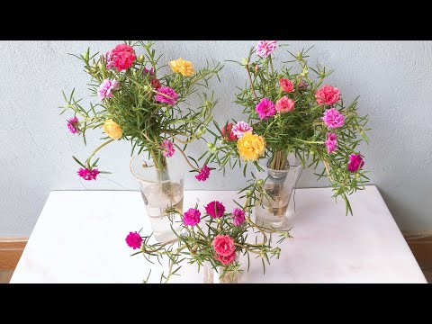 Tái chế nhựa trồng Hoa Mười Giờ thủy canh cực đẹp | Growing hydroponic flowers | Garden ideas | Foci