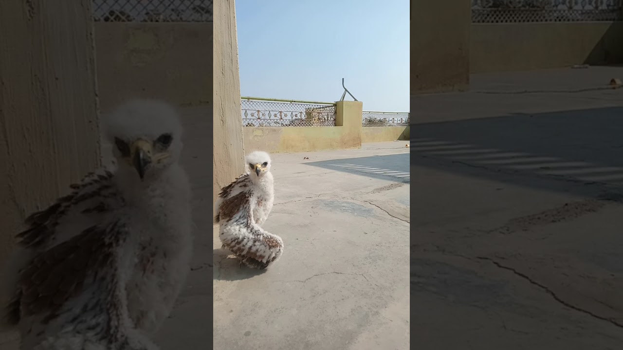 Tawny eagle rajsthan raptors 