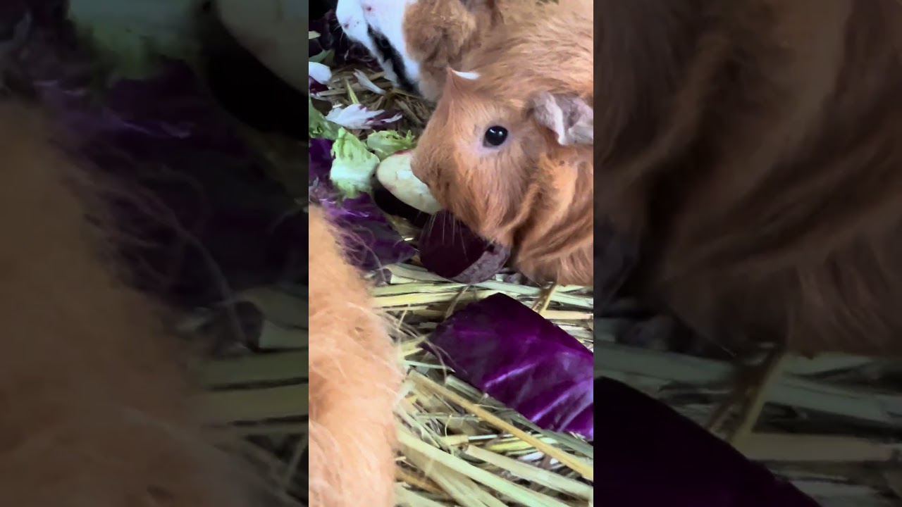 Veggie meal time for the guinea pigs