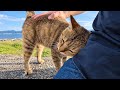 猫島の防波堤で寝ていた猫、隣に座ってナデナデすると嬉しそうにすり寄ってきた