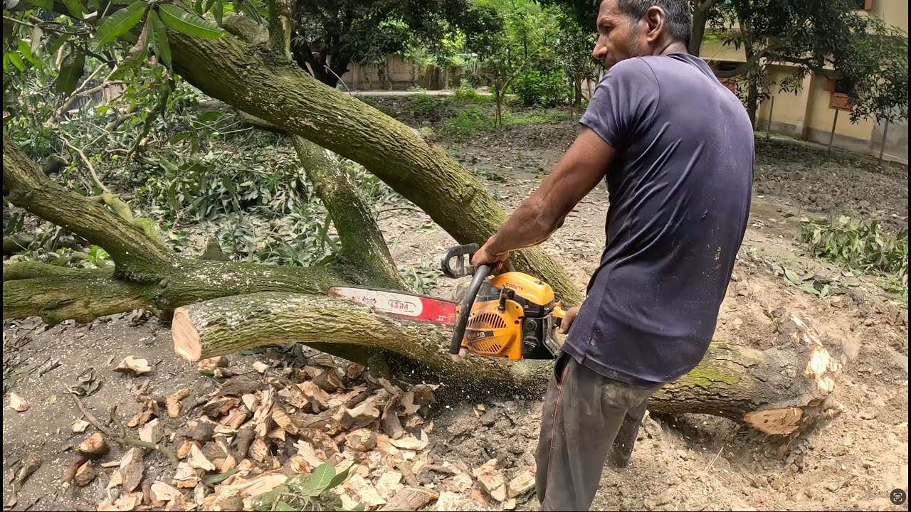 Cutting Big Mango Tree with Chainsaw Machine